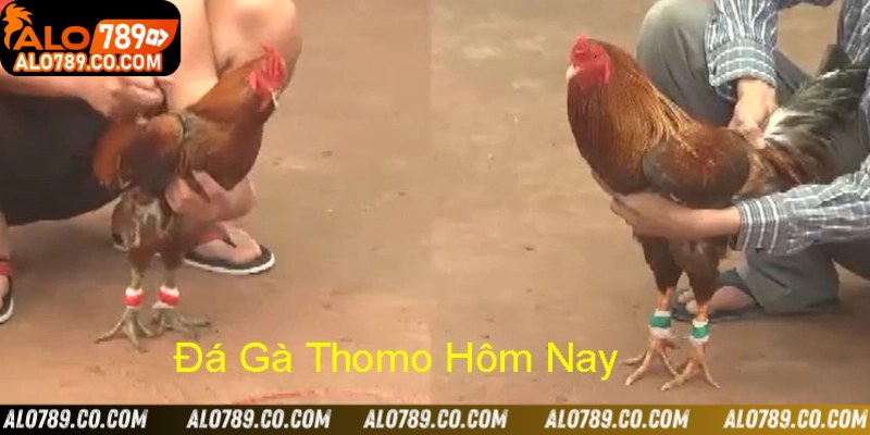 Định nghĩa đá gà Thomo hôm nay là gì?