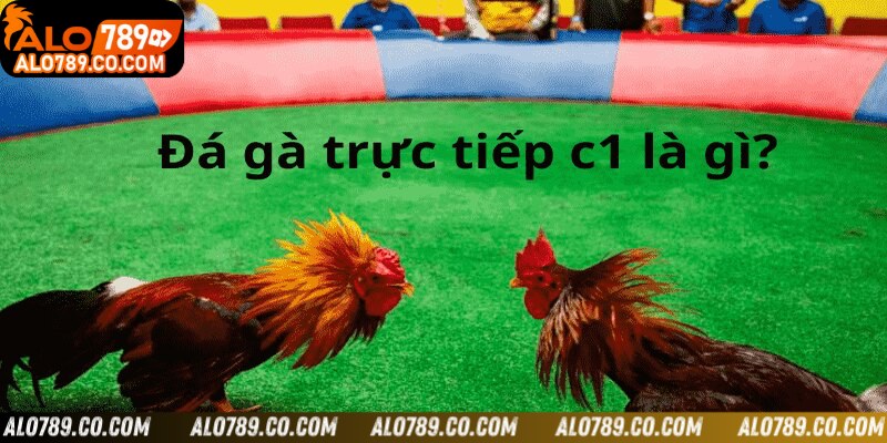 Trả lời về trực tiếp đá gà C1 là gì?